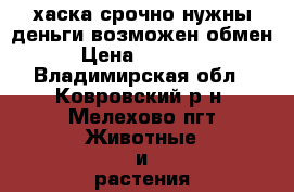 хаска срочно нужны деньги возможен обмен › Цена ­ 10 000 - Владимирская обл., Ковровский р-н, Мелехово пгт Животные и растения » Собаки   . Владимирская обл.